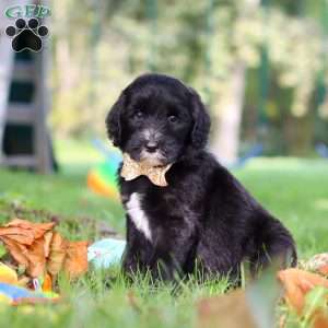 Theo, Sheepadoodle Puppy